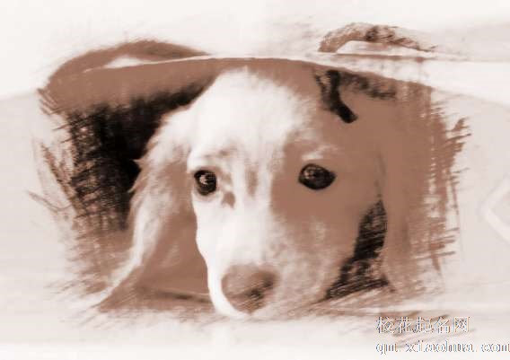 梦见狗对我叫　周公解梦之梦到狗对我叫