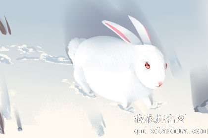 梦见又肥又大的兔子有什么预兆