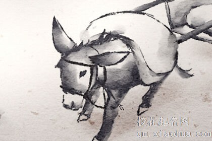 女人梦见黑色骡子有什么征兆