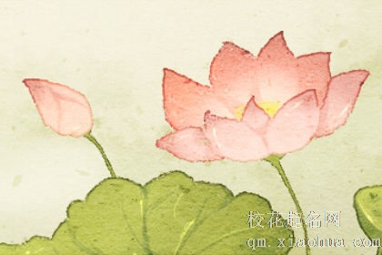 梦见水中荷花是什么意思