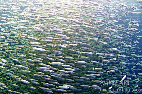 做梦梦见河水是什么意思