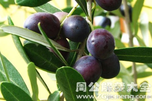 梦见橄榄树结橄榄是什么意思