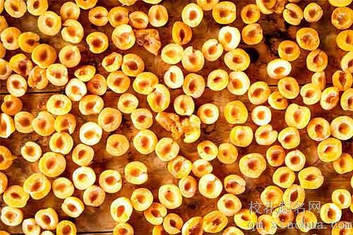 女人梦见满树黄杏