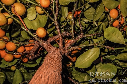 梦见很多青橘子什么意思