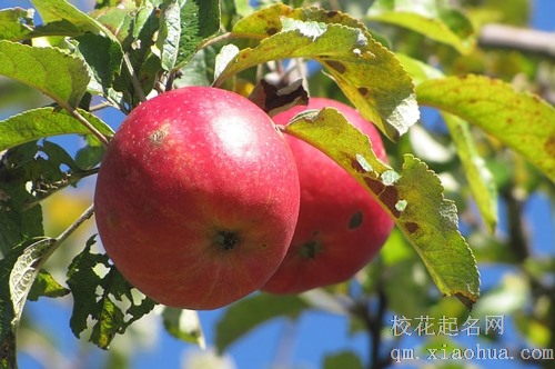 梦见苹果树枝折下来苹果特别好