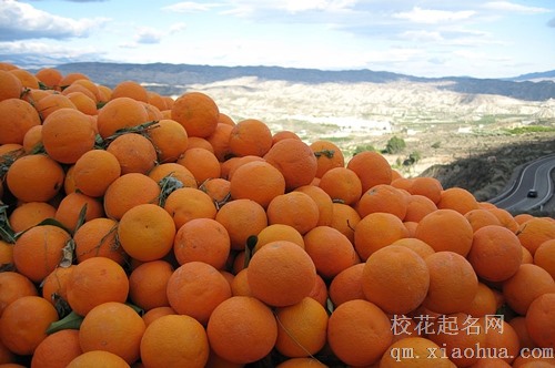 梦见满树的橘子黄了