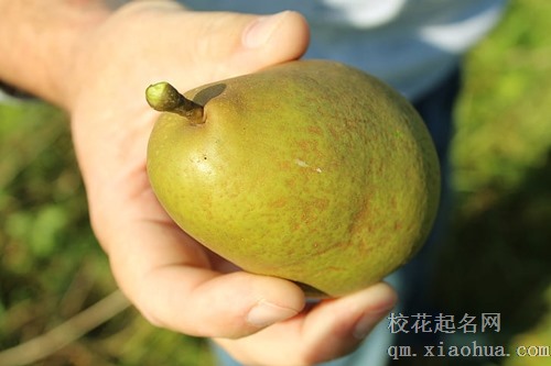 梦见别人给我一个梨吃了