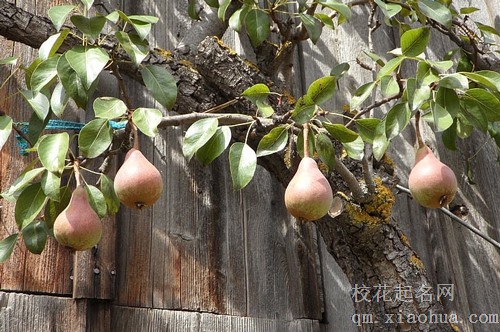 梦见青色的梨好不好