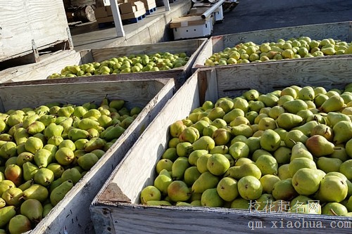 梦见吃梨和梨树断了