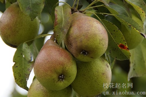 梦见朋友送我一个大大的梨