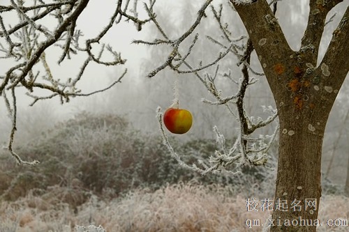梦见床头有好多苹果