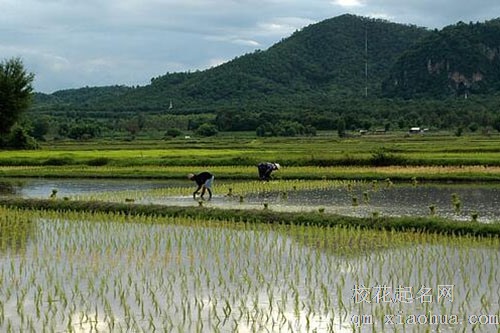 梦见种水稻秧苗