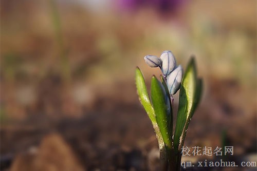 梦见青苗长的茂盛