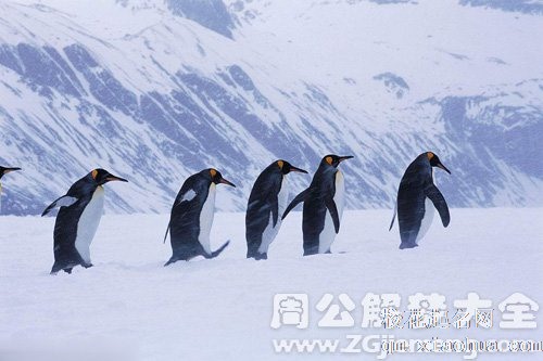 梦见雪地里行走