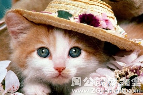 梦见猫变成小女孩