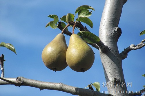 梦见有人偷我家苹果梨