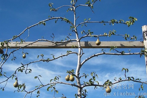 梦见梨树梨不多