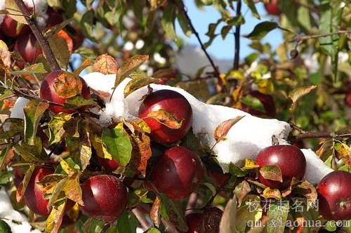 梦见雨水入苹果园