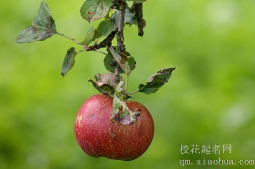 梦见没熟的苹果代表什么