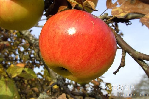 梦见摘梨和苹果