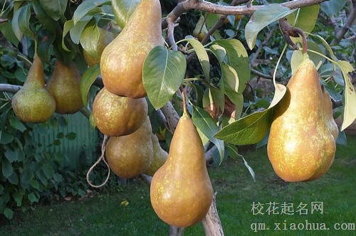 梦见买了两个梨什么意思