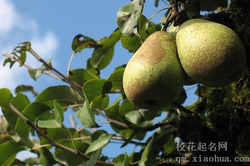 梦见梨掉下来被别人捡走