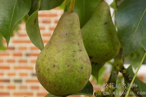 梦见很多人爬树上摘梨吃