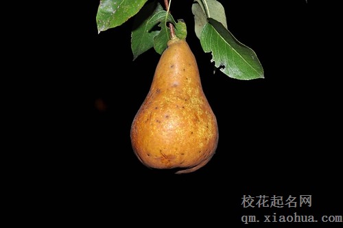 梦见院子里树上结梨