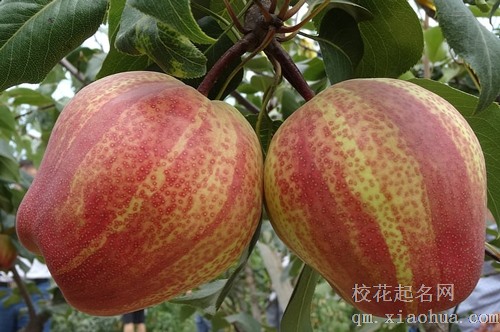 梦见手拿两个梨