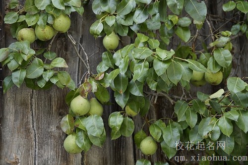 梦见在结冰的水上摘梨