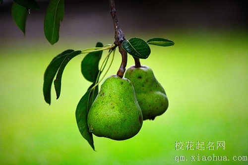 梦见和妻子同吃一个梨