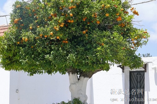 梦见果园橘子快熟