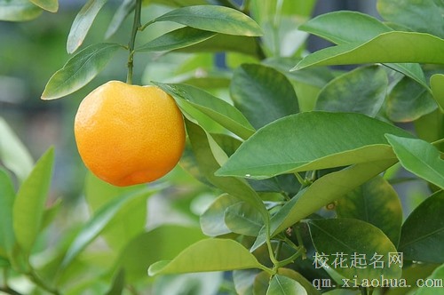 梦见树上有雪和橘子