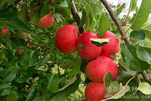 梦见家里有棵苹果树结了苹果