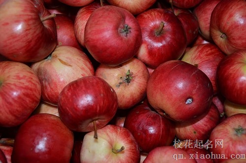 梦见果树上长满了苹果