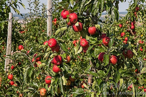 梦见别人手里拿一半苹果