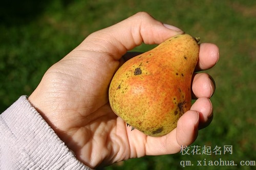 梦见梨树却没有梨什么意思