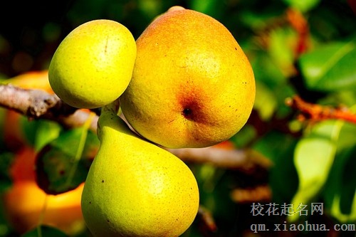 梦见家门口梨树上结满了梨