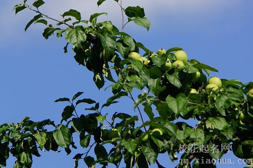 梦见杯子里泡苹果