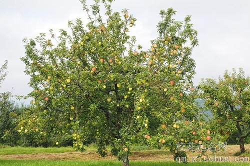 梦见苹果树刚接小苹果