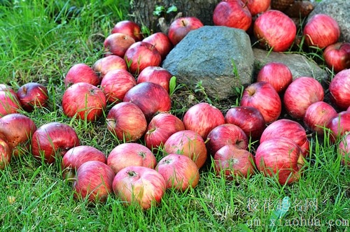 梦见梨树不见梨子只见苹果
