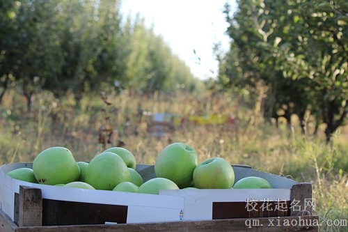 梦见偷摘了一蓝青苹果