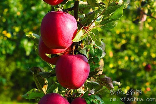 梦见偷了六颗苹果