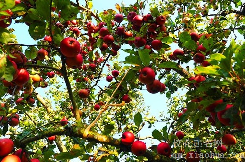 梦见苹果天上飞