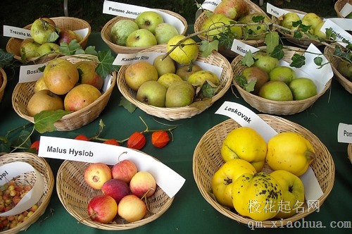 梦见自己偷摘两个红苹果