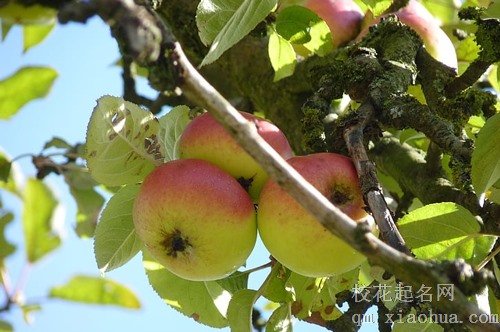 梦见去世父亲回家给三个子女分苹果