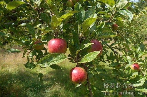 梦见棉花和苹果