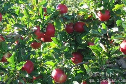 梦见半红半青的苹果