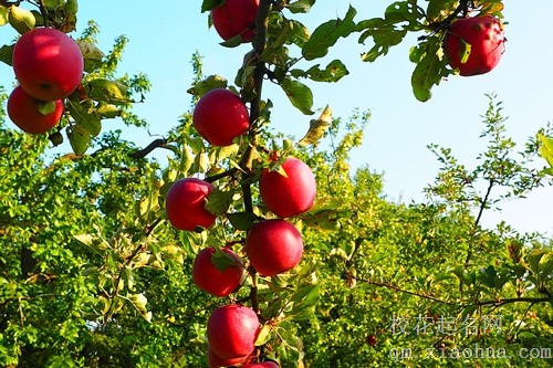 梦见移载苹果树