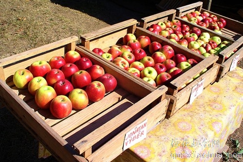 梦见家里苹果树